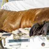 Norveška i životinje: Uspavana ženka morža Freja zbog opasnosti po ljude, kažu zvaničnici 5