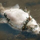 Evropa i životna sredina: Tone mrtvih riba u reci Odri, ne zna se šta je uzrok pomora 12