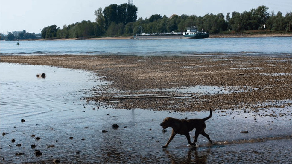 Klimatske promene: Suša otkrila „kamenje gladi” sa zastrašujućim porukama u koritima evropskih reka 5 A dog walks on a dry patch on the Rhine riverbed near the German town of Emmerich