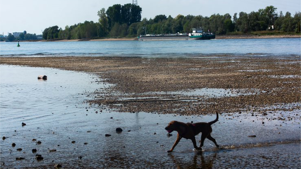 A dog walks on a dry patch on the Rhine riverbed near the German town of Emmerich