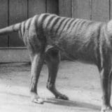 Životinje i Australija: Naučnici se nadaju da će oživeti izumrlu vrstu tasmanijskog tigra 4