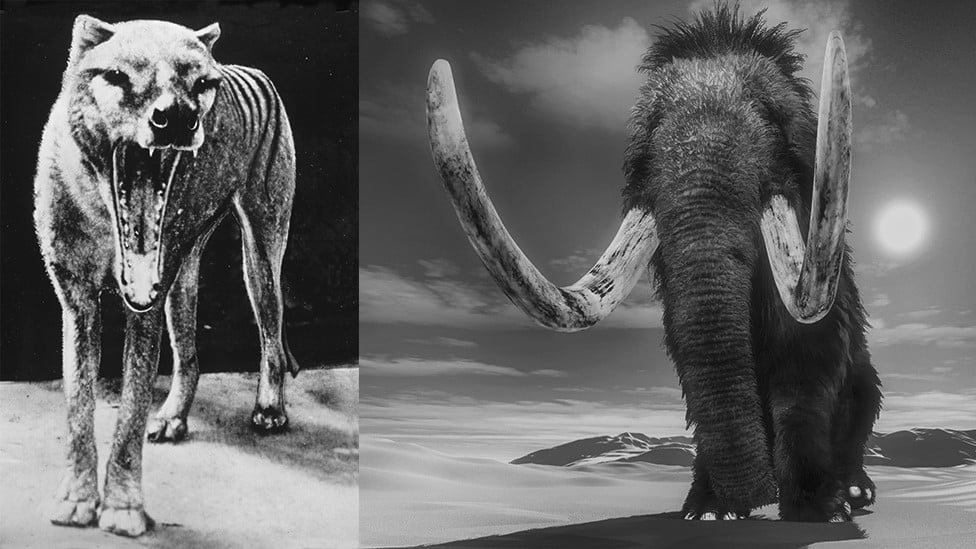 Tilacin i runasti mamut