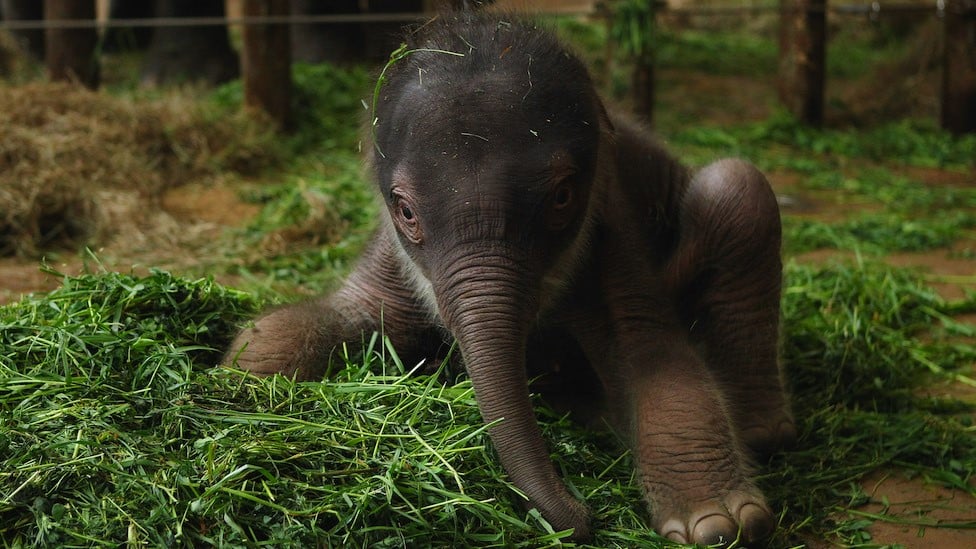 Mladunče azijskog slona