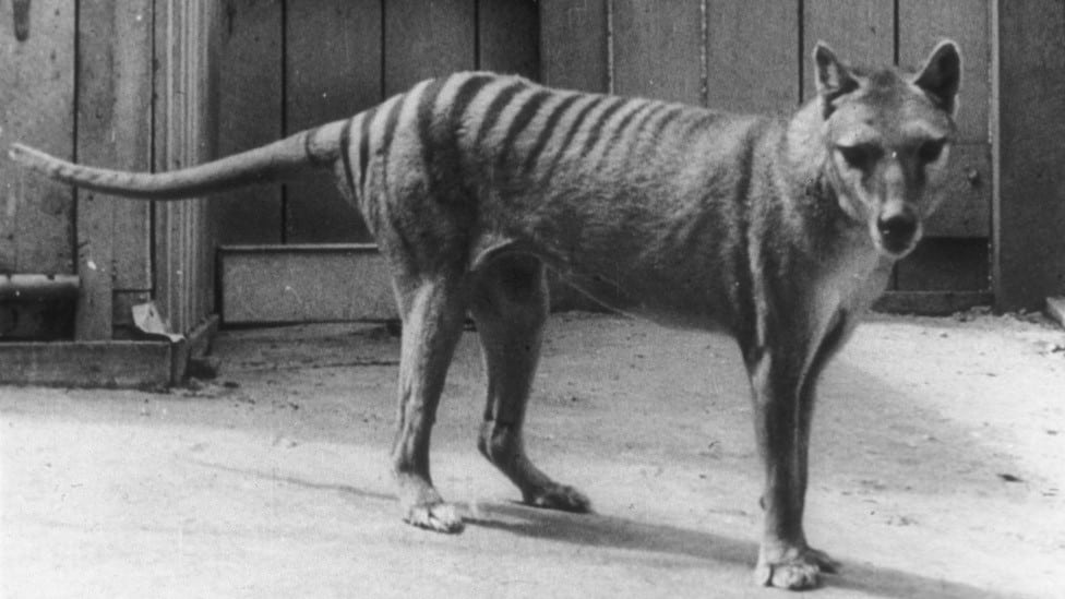 Životinje, nauka i tehnologija: Zašto je teško vratiti izumrle vrste u život 4 Crno-bela fotografija tilacina