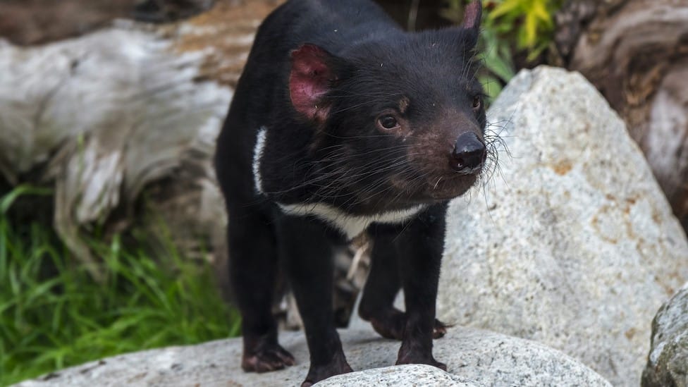 Životinje, nauka i tehnologija: Zašto je teško vratiti izumrle vrste u život 5 Tasmanijski đavo