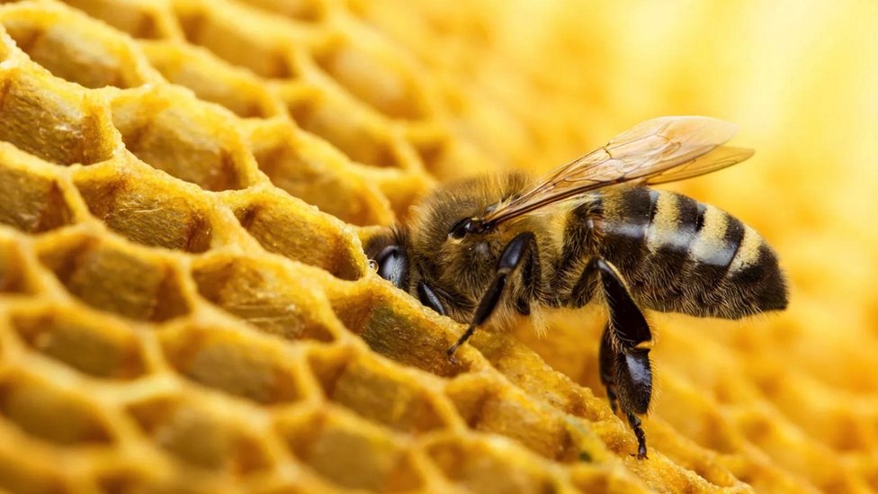 A bee burying its head in a honeycomb