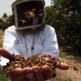 Svetski dan meda i zdravlje: Zašto je slatki pčelinji nektar superhrana za insekte 19