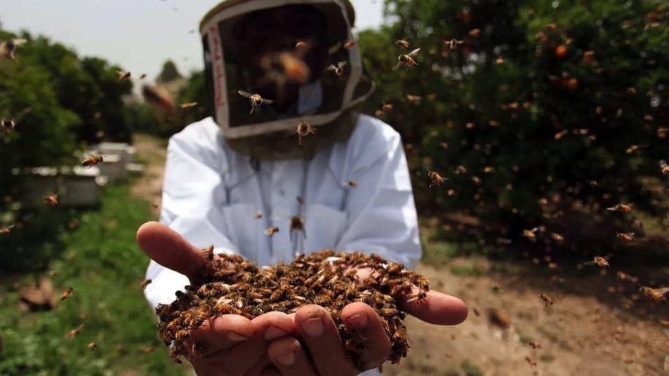 A beekeeper in protective clothing holding a large clump of bees in his bare hands