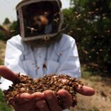 Svetski dan meda i zdravlje: Zašto je slatki pčelinji nektar superhrana za insekte 8