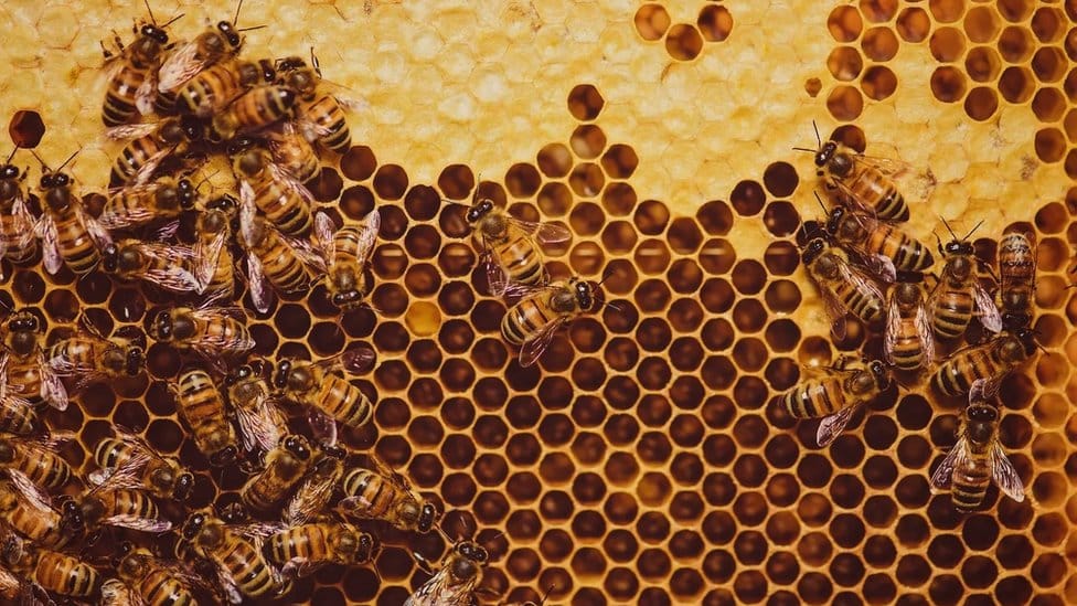 Honey bees standing on a honeycomb with half of the honey storage hexagons containing honey and the other half empty