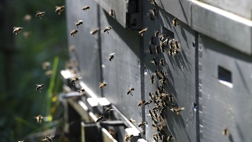 Bees flying into a manmade hive