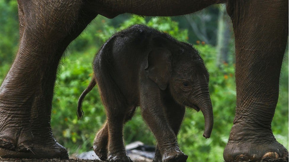 Mladunče slona