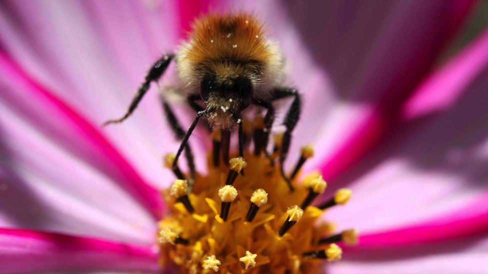 A bee gathers pollen from the centre of a flower