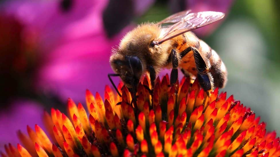 A bee gathering pollen from a bright orange flower with another flower's petals in the background