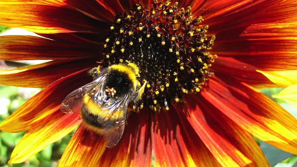 A bee in the middle of a bright red and yellow flower