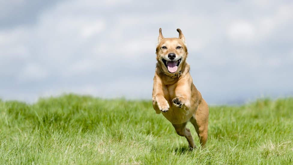 Životinje: Psi mogu da plaču kada ponovo vide vlasnika, sugeriše studija 1 A dog looks thrilled