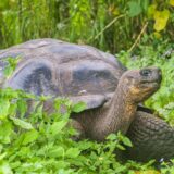 Ekvador i životinje: Pronađeni ostaci ubijenih džinovskih kornjača sa Galapagosa 9