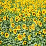 Zaposleni Instituta za ratarstvo i povrtarstvo 12. septembra stupaju u štrajk, traže veće zarade 3