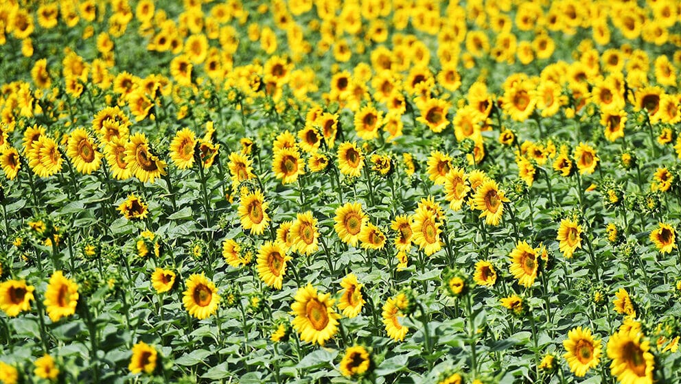 Zaposleni Instituta za ratarstvo i povrtarstvo 12. septembra stupaju u štrajk, traže veće zarade 1