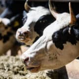 Proizvođači goveda i svinja u Srbiji: Farme propadaju, potrebna hitna pomoć države 22