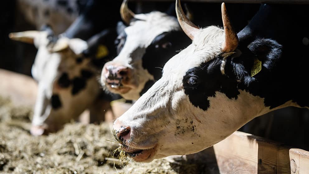 Bil Gejts investirao u start-ap koji se bavi podrigivanjem krava