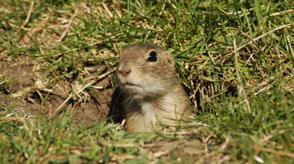 Ekološki pokret Padina izdejstvovao zaštitu stepske doline 1