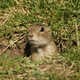 Ekološki pokret Padina izdejstvovao zaštitu stepske doline 1