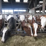 Proizvođači mleka Mačavanskog okruga: Ministar Nedimović nije ispunio ni jedno obećanje 11