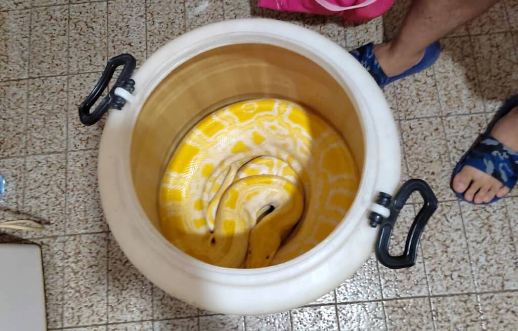 U Subotici pronađeno mladunče lava, u Lazarevcu piton: Dvojica muškaraca osumnjičeni za šverc divljih životinja 2