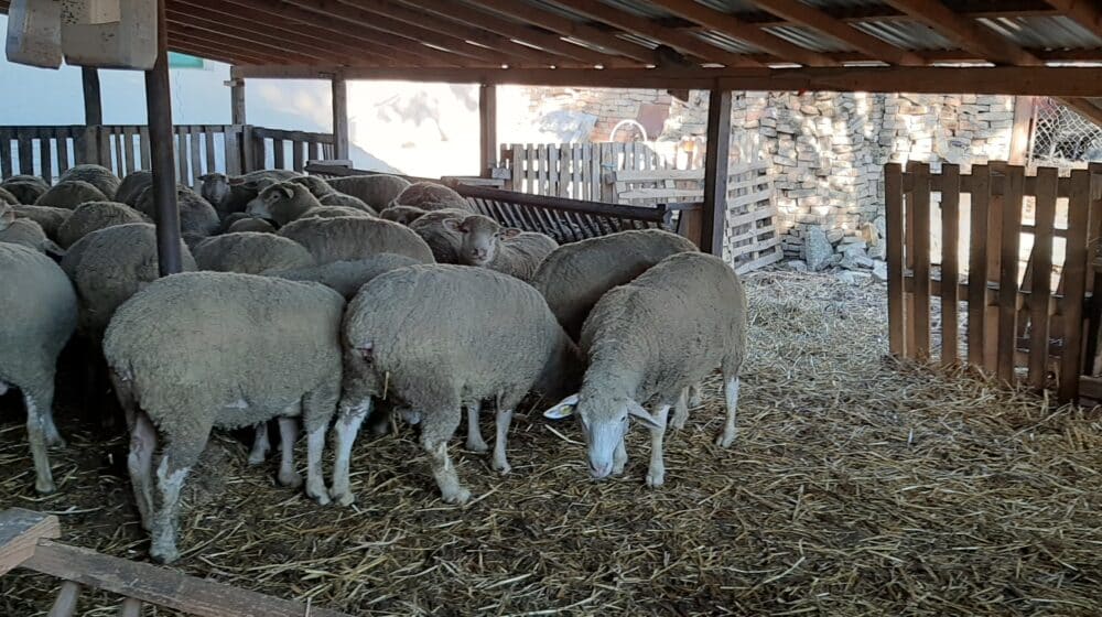 Zrenjanin: Suša se odrazila i na stočarstvo, stadima potrebna prihrana 1