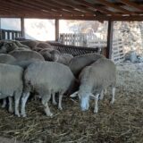 Zrenjanin: Suša se odrazila i na stočarstvo, stadima potrebna prihrana 17
