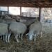 Zrenjanin: Suša se odrazila i na stočarstvo, stadima potrebna prihrana 10