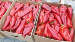 20220728_103734 Zapečene crvene paprike punjene junetinom (recept) 2