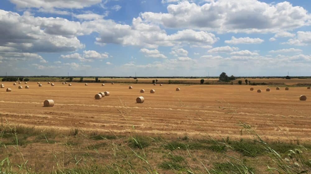 Poljoprivrednici zatražili hitnu reakciju Vlade zbog suše i štete koju je izazvala zabrana izvoza pšenice 1