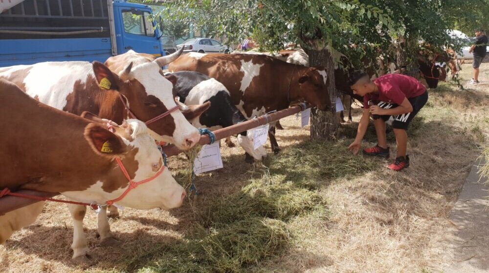 NADA: Nekontrolisan uvoz mleka platiće stočari zatvaranjem farmi