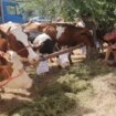 NADA: Nekontrolisan uvoz mleka platiće stočari zatvaranjem farmi 11