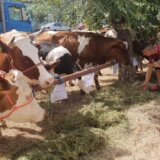 NADA: Nekontrolisan uvoz mleka platiće stočari zatvaranjem farmi 19