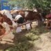 NADA: Nekontrolisan uvoz mleka platiće stočari zatvaranjem farmi 13