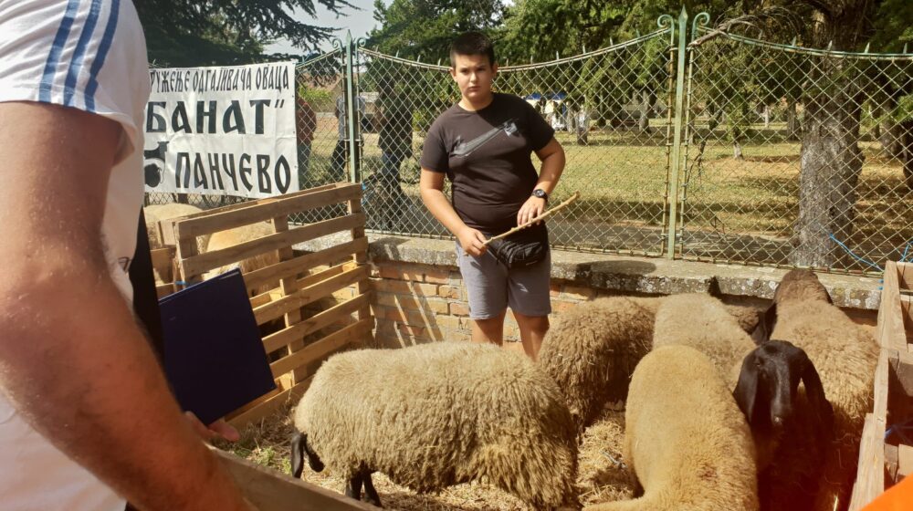 Izložba krava i ovaca u Orlovatu: Došao sam na izložbu, da me želja mine 1