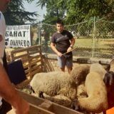 Izložba krava i ovaca u Orlovatu: Došao sam na izložbu, da me želja mine 5