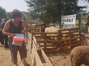 Izložba krava i ovaca u Orlovatu: Došao sam na izložbu, da me želja mine 2