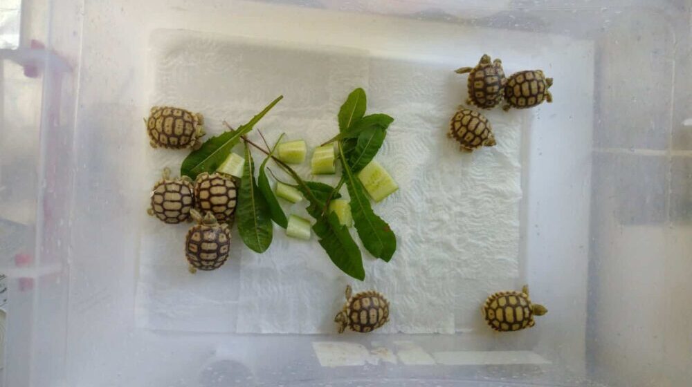 Zoo vrt na Paliću dobio mladunce afričke oklopne kornjače 1