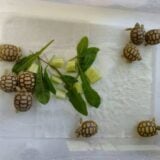 Zoo vrt na Paliću dobio mladunce afričke oklopne kornjače 3