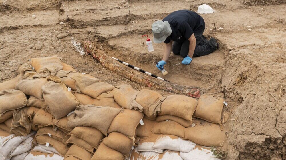Izraelski arheolozi našli kljovu izumrlog slona 1