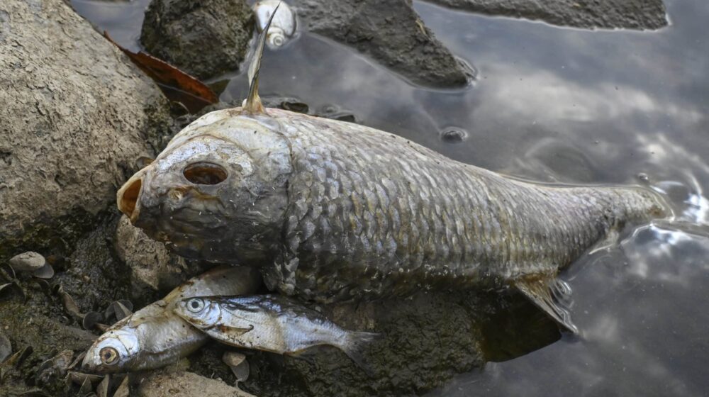 U Poljskoj iz zatrovane reke Odre izvađeno 40 tona uginule ribe 1