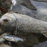 U Poljskoj iz zatrovane reke Odre izvađeno 40 tona uginule ribe 3