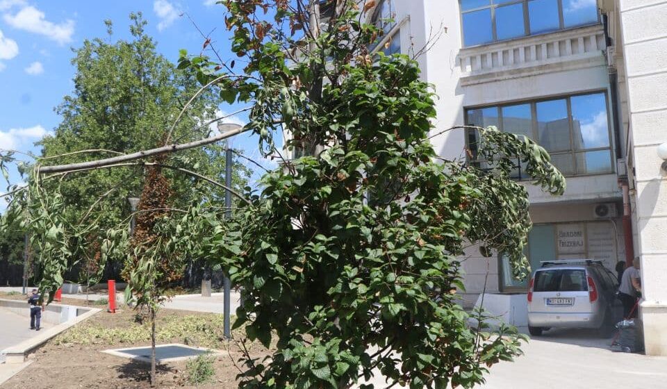 Da li se umetanjem zelenih grana može oživeti mrtvo drveće: "Pokušali na magijske načine da stvore zelenilo o kojem se ne brinu" 1