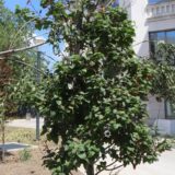 Da li se umetanjem zelenih grana može oživeti mrtvo drveće: "Pokušali na magijske načine da stvore zelenilo o kojem se ne brinu" 14