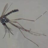 Profesor Biološkog fakulteta: Ove godine komarci se pojavili ranije, a njihov broj će rasti do kraja juna 7