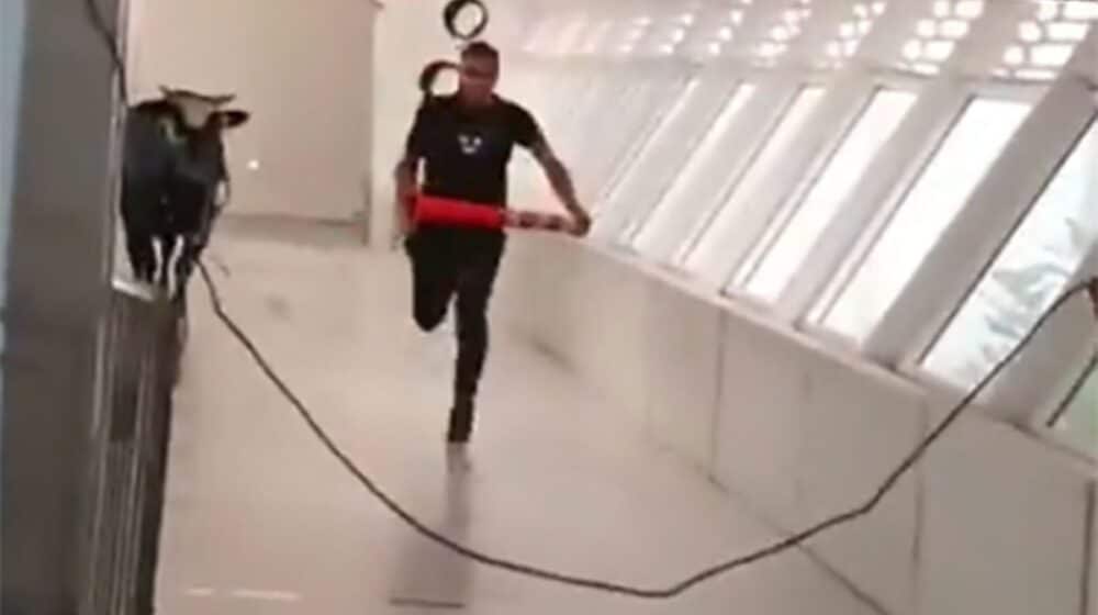 Bik ušao u banku, terali ga plastičnim čunjevima 1